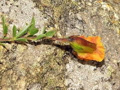 Pearsonia aristata