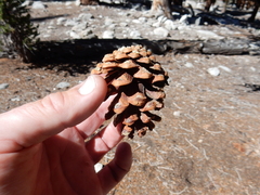 Pinus balfouriana austrina