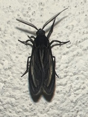 Ecdemus hypoleucus