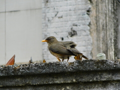 Turdus pelios