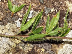 Pearsonia aristata