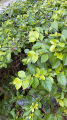 Duranta erecta