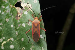 Chinadasynus orientalis