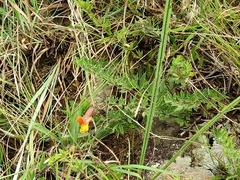 Pearsonia aristata