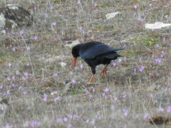 Pyrrhocorax pyrrhocorax
