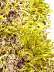 Brachythecium albicans