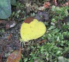 Eurema sari