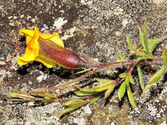 Pearsonia aristata