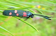 Zygaena ephialtes