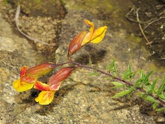 Pearsonia aristata