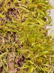 Brachythecium albicans