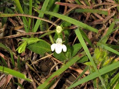 Justicia anagalloides