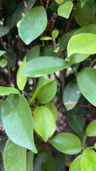Ficus microcarpa