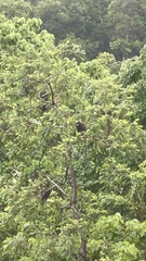 Trachypithecus obscurus