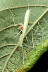 Miromantis yunnanensis