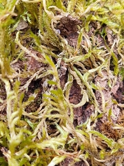 Brachythecium albicans