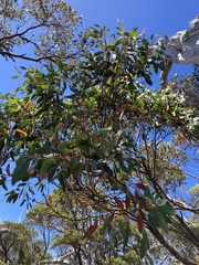 Eucalyptus coccifera