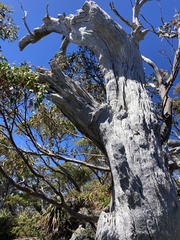 Eucalyptus coccifera