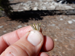 Pinus balfouriana austrina