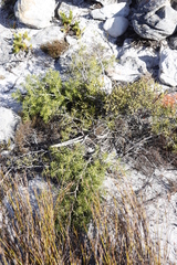 Asparagus lignosus