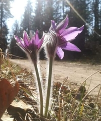 Pulsatilla