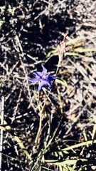 Aristea glauca