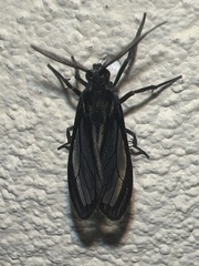 Ecdemus hypoleucus