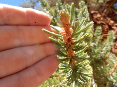 Pinus balfouriana austrina