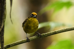 Atlapetes tricolor crassus