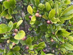 Syzygium buxifolium