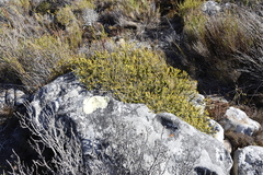 Diastella divaricata divaricata