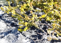 Diastella divaricata divaricata