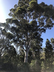 Eucalyptus diversicolor