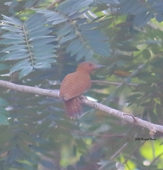 Micropternus brachyurus