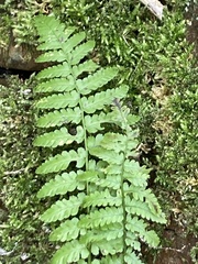 Dryopteris filix-mas