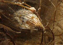 Pterelectroma physoides
