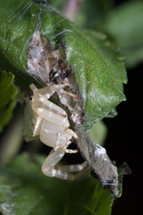 Thomisus spectabilis