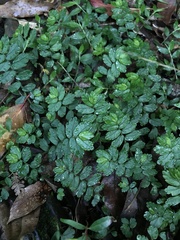 Elatostema obtusum