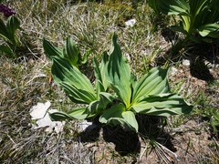 Gentiana lutea