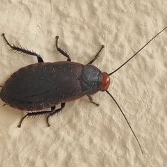 Oxyhaloa deusta