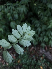 Elatostema obtusum