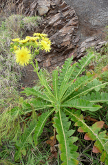 Sonchus hierrensis