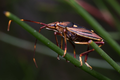 Poecilometis calidus