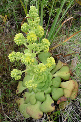 Aeonium canariense subsp. latifolium image