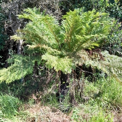 Cyathea dregei