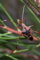 Poecilometis calidus