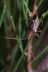 Poecilometis calidus