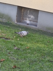 Columba livia domestica