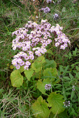 Pericallis steetzii image