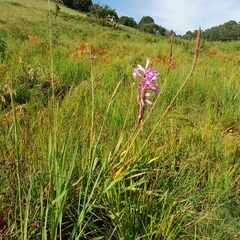 Watsonia densiflora